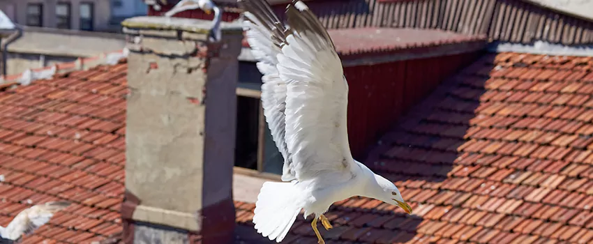 Residential Chimney Animal Removal Solution in New Lenox, IL